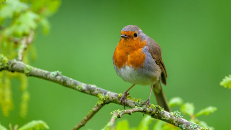 voor vogels: deze app herkent geluiden van 220 vogelsoorten | Morgen