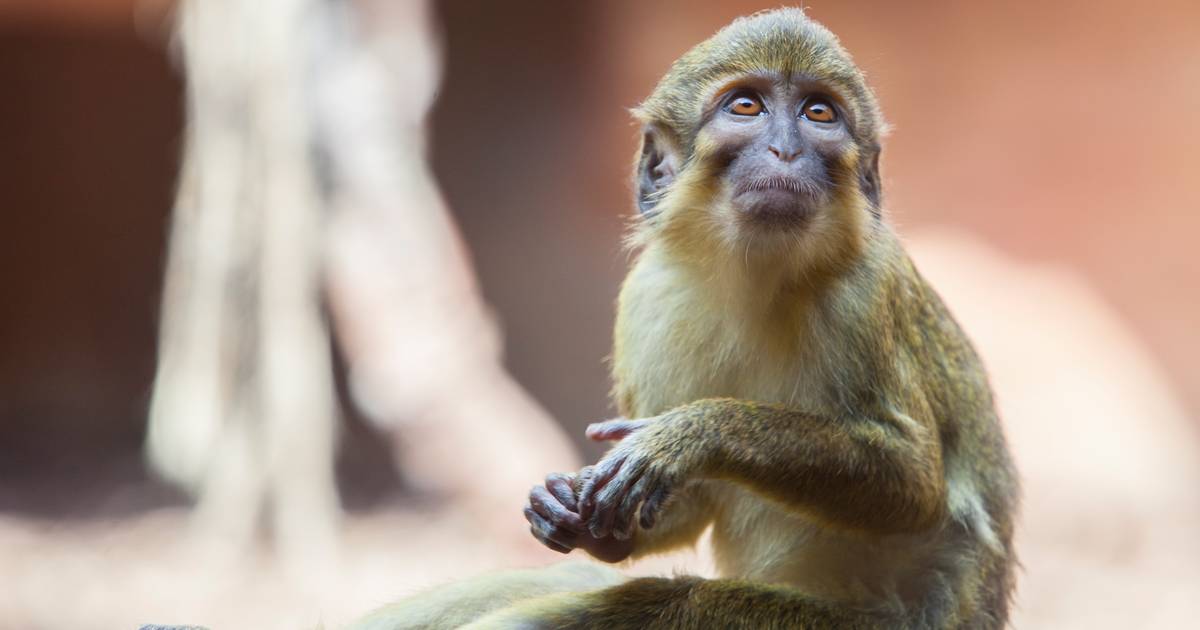 Apenheul laat als eerste dierentuin ter wereld deze apensoort los ...