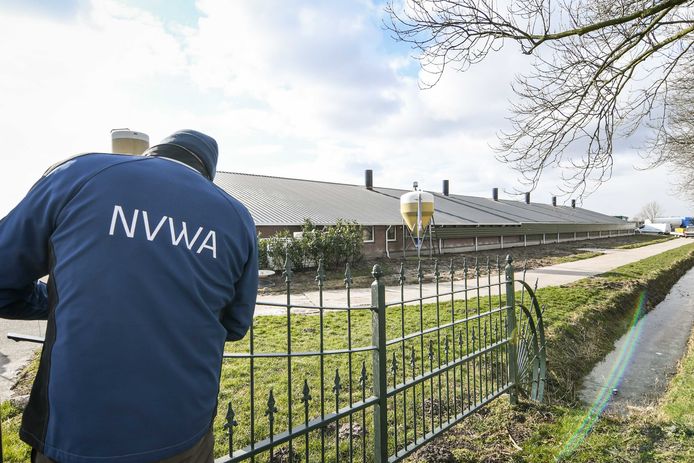 Medewerkers van de NVWA inspecteren de pluimveehouderij in het Groningse Oldekerk waar zondag vogelgriep van het type H5 is vastgesteld. Het bedrijf wordt geruimd om verspreiding van het virus te voorkomen.