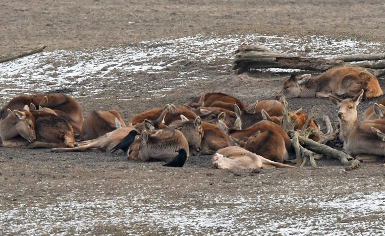 De Oostvaardersplassen hadden een vogelparadijs moeten worden - Trouw