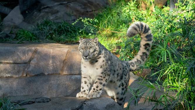 Verzorgers dierentuin bezorgd: sneeuwluipaard Ramil heeft corona