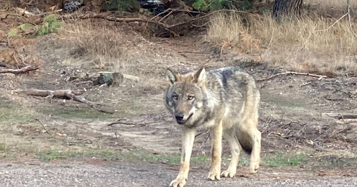Wolf gaat achter filmende fietser aan op Park de Hoge Veluwe