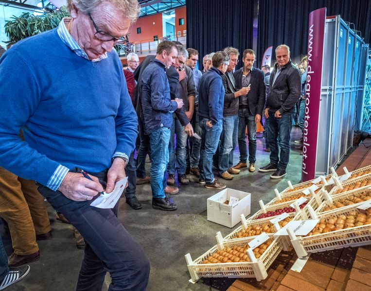 Van de Hollandse uien gaat negentig procent naar het buitenland (van Senegal tot Brazilië), wat jaarlijks zo’n 500 miljoen euro oplevert. Beeld Patrick Post