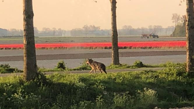 Gefilmd tussen de tulpen in de Noordoostpolder: ‘Dit is onmiskenbaar een wolf’
