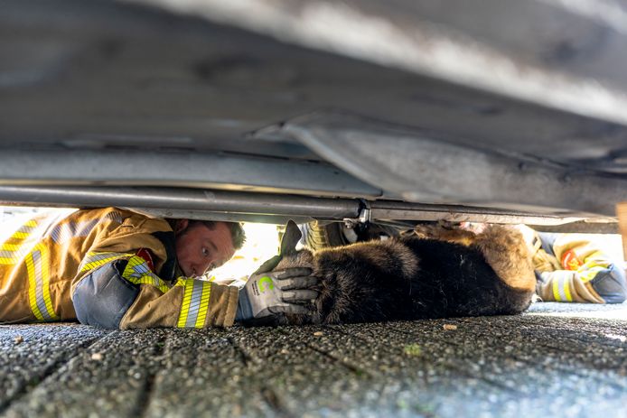 De brandweer bevrijdde een hond die onder een auto kwam na een aanrijding.