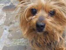 L’incroyable histoire d’un chien retrouvé douze ans après avoir été enlevé