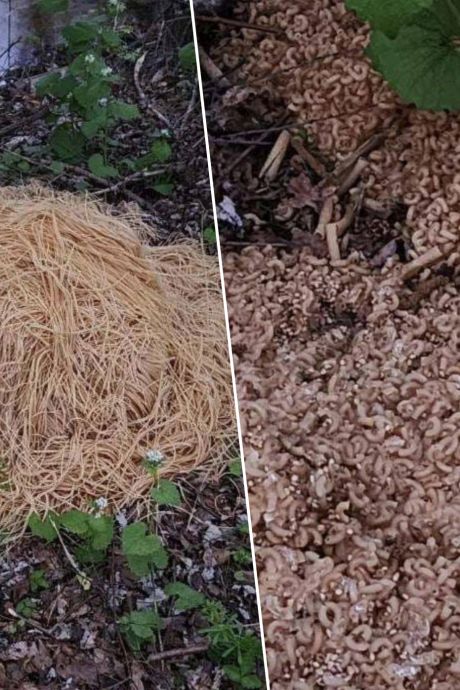 Étrange trouvaille aux États-Unis: des centaines de kilos de pâtes découverts dans une forêt