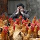 Dodental nieuwste Chinese vogelgriepvirus loopt op