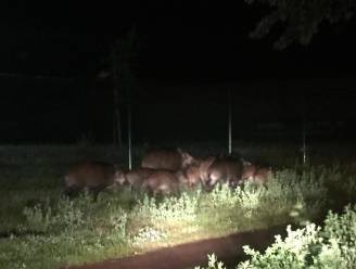 Wilde varkens richten ravage aan op kerkhof