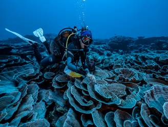 “Zeer ongewone ontdekking”: reusachtig en gezond koraalrif ontdekt voor kust van Tahiti