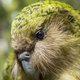 Het Nieuw-Zeelandse eiland Rakiura wordt compleet roofdiervrij gemaakt – is dat een goed idee?