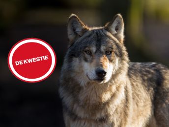 Kwestie van de Week: de wolf is terug, ingrijpen of de natuur zijn gang laten gaan?
