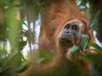 Hoe onze Nutella de apen bedreigt: palmolie-industrie wil verder uitbreiden in Afrika, maar wetenschappers waarschuwen voor negatieve gevolgen