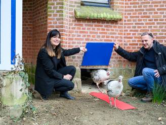 Erfgoedkippen van Rivierenhof krijgen nieuwe kooi