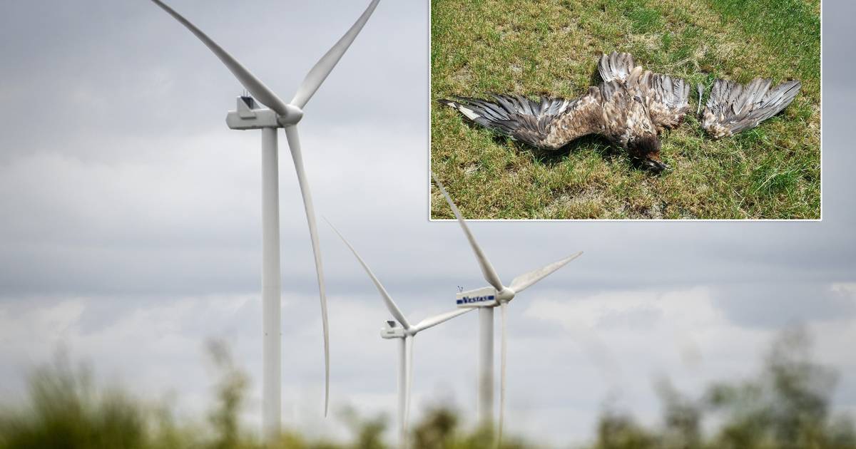 Ces 5 mesures doivent mettre fin à l’abattage des oiseaux par les éoliennes |  Région