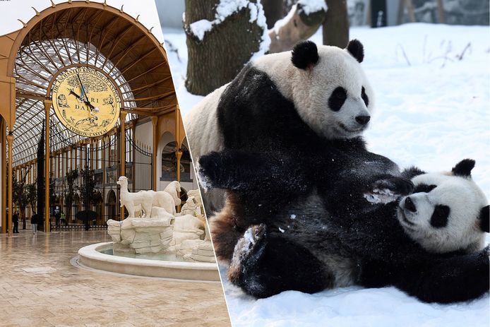 L: de vernieuwde hoofdingang van Pairi Daiza. R: tweelingpanda’s Bao Di en Bao Mei spelen in de sneeuw.