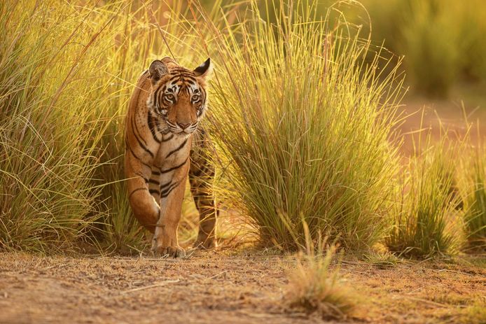 Een tijger in het Nationaal park Ranthambhore in India.