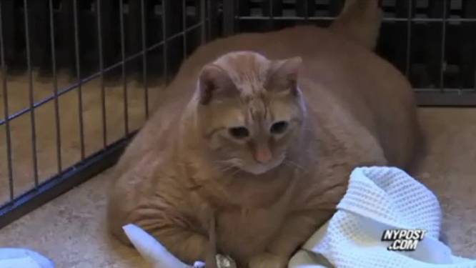 Le Chat Le Plus Gros Du Monde Est Mort Encore Insolite 7sur7 Be