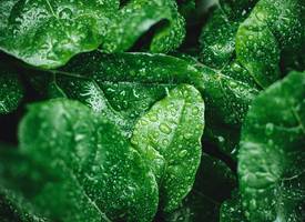 Regenwater of kraanwater: wat is beter voor je planten?