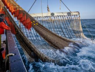Noordzee wordt steeds warmer: kabeljauw trekt weg, ansjovis zwemt naar hier