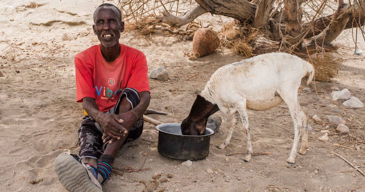 80 procent van de dieren in Hoorn van Afrika sterft door extreme hitte.