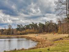 Ingreep Staatsbosbeheer: runderen terug in bossen Dorst