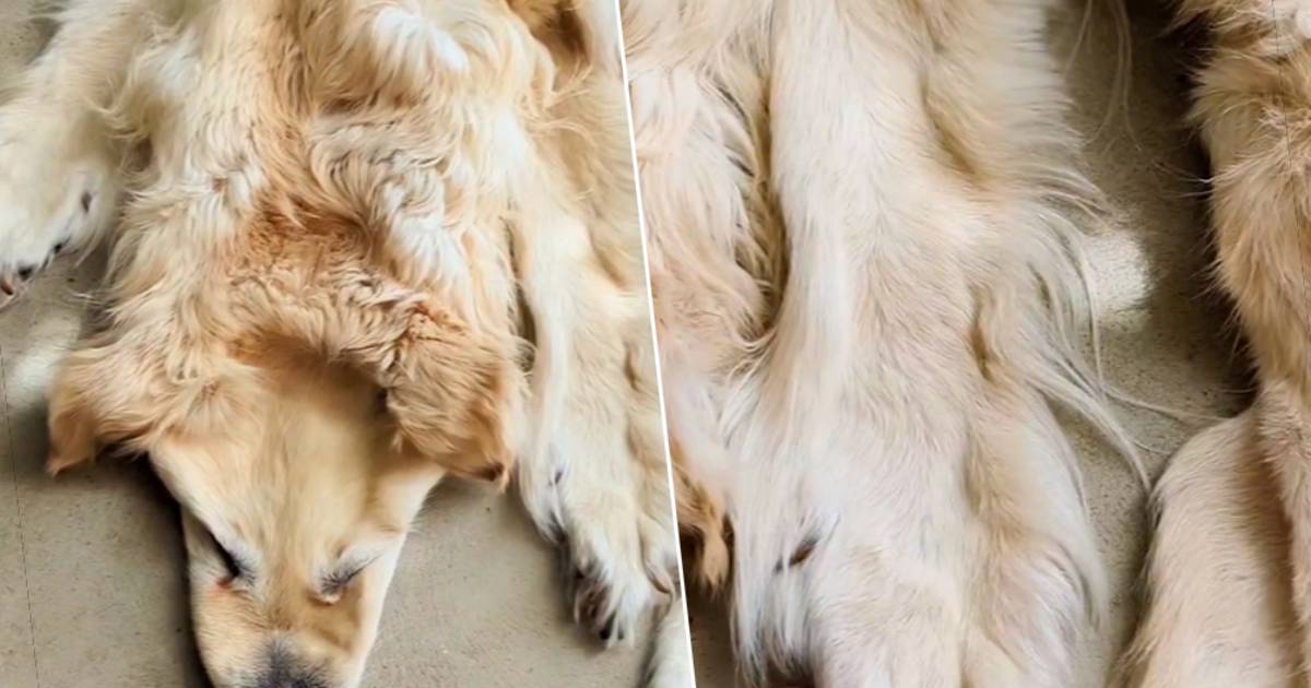 Verzakking Schurend tafereel Familie laat overleden hond herwerken tot vloerkleed en dat lokt heel wat  reacties uit: “Zo zou ik mijn hond nooit willen zien” | Bizar | hln.be