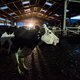 De beste films deze week: Cow laat je het leven van koe Luma in de stal voelen