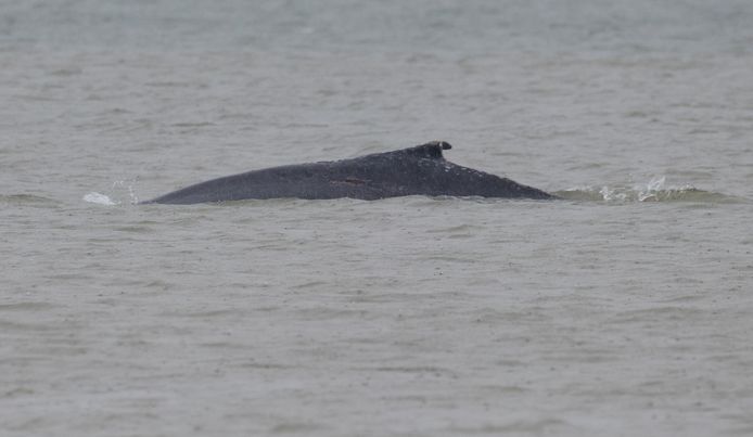 Marcel Klootwijk legde de bultrug vanochtend vast voor de kust bij Nieuwvliet.