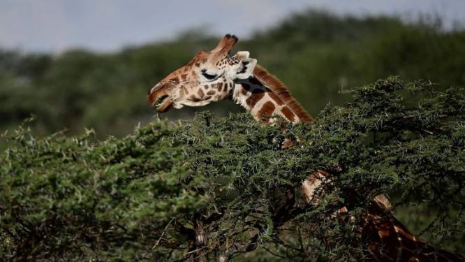 Une nouvelle hypothèse expliquerait pourquoi les girafes ont un long cou