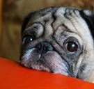 Studie: honden ontwikkelden puppy-ogen om beter om te kunnen met de mens