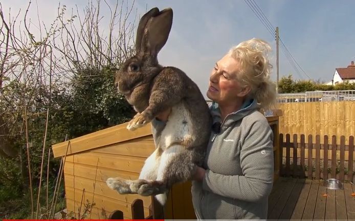 Alerte Le Plus Grand Lapin Du Monde A Ete Enleve Insolite 7sur7 Be