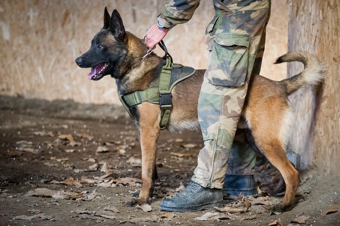 De Franse legerhond Leuk tijdens een training in Brittannië. Archiefbeeld uit 2019.
