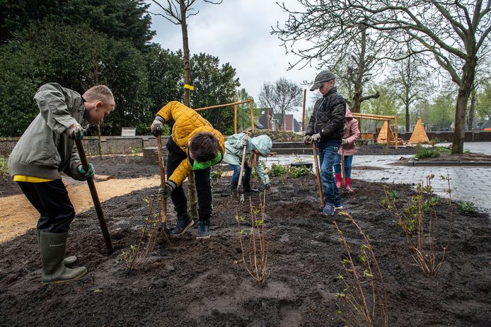 Leerlingen van kbs Effen planten groen op hun eigen schoolplein.