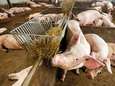 Kwart varkensboeren laat saneringsregeling liever schieten