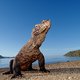 De komodovaraan is niet langer kwetsbaar: hij is bedreigd