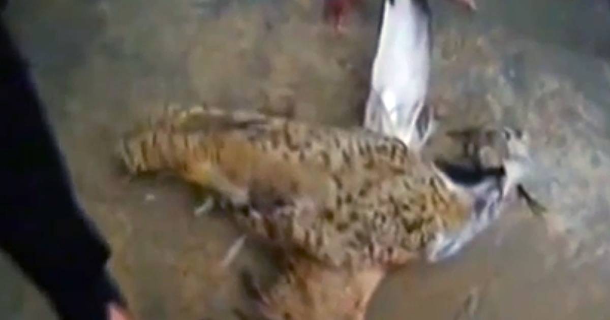 'Bomvogel' uit de lucht geschoten in Afghanistan Bizar hln.be