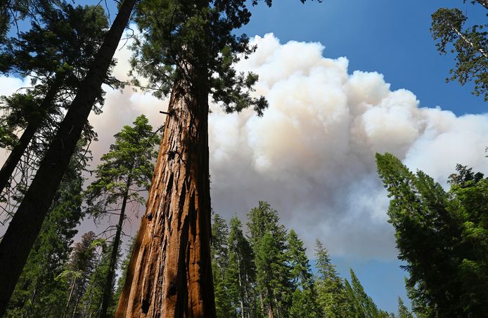 In het gebied dat nu bedreigd wordt in Yosemite staan zo'n vijfhonderd sequoia-bomen.