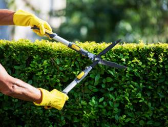 ‘Ontsmet je gereedschap regelmatig’ en ‘snijd loodrecht op de tak’: zo neem je struiken en bomen veilig onder handen