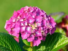 Hoe snoei je hortensia's? ‘Elke soort vraagt om een eigen manier van snoeien’