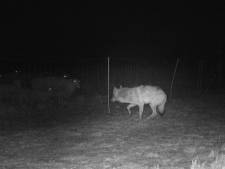 Nieuwe beelden laten zien hoe een wolf op de Veluwe bij schapen wordt geweerd met een elektrisch raster