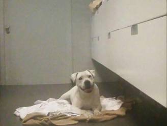 Politie Mag Lawaaierige Hond Afpakken Buitenland Hln Be