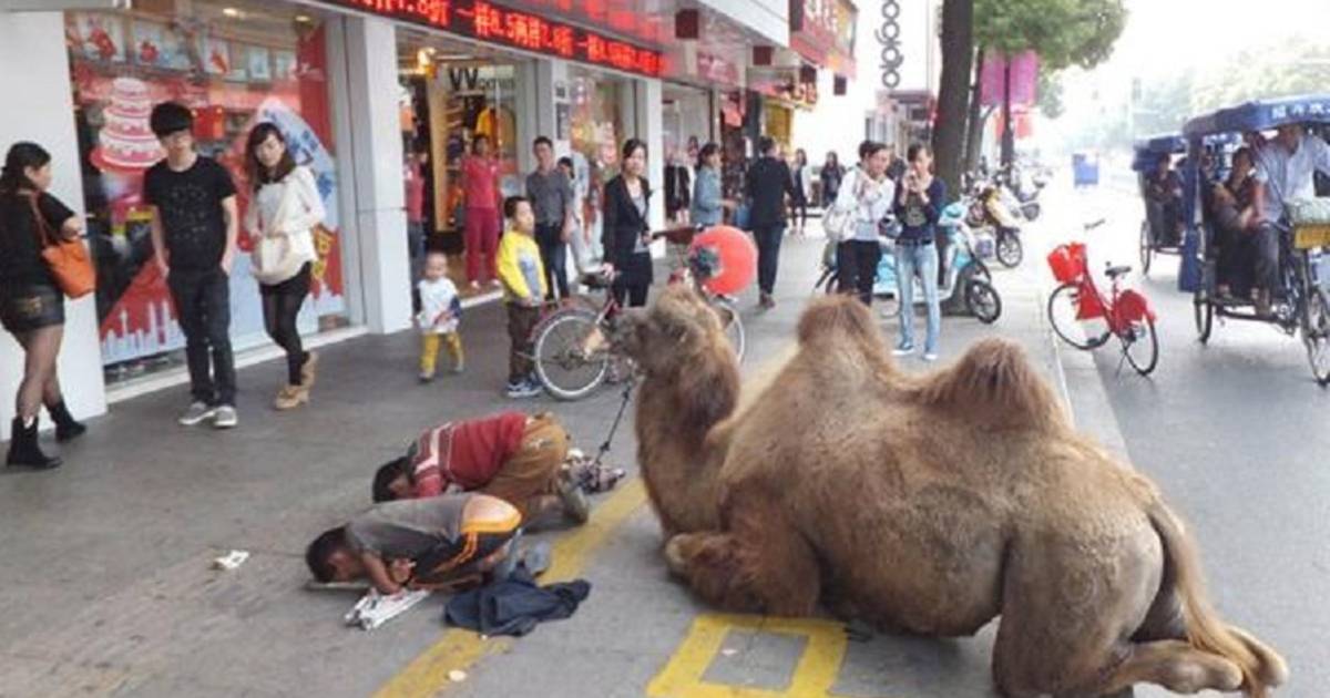 chinese bedelaars verminken kameel voor meer geld nieuws ad nl