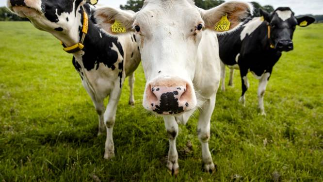 Melkveehouders keren overleg landbouwakkoord de rug toe