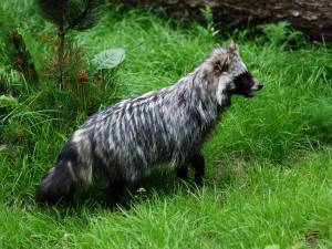 Le chien viverrin, vendu sur le marché de Wuhan, pourrait-il être à l’origine du coronavirus?