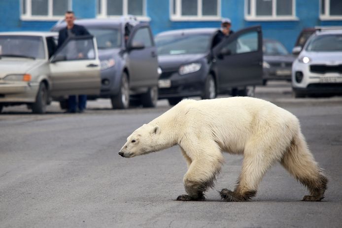 IJsbeer verlaat zijn territorium en sjokt door de Russische stad Norilsk.
