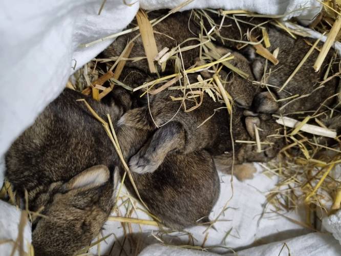 Dierenambulance Westland redt leven van jonge konijntjes in zandbak