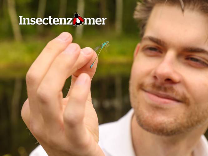 “1 op de 3 insecten staat op punt te verdwijnen”: welke insecten leven er nog in jouw gemeente?