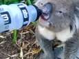 Verhitte koala krijgt slokje water, maar hij zuipt meteen hele drinkbus leeg 