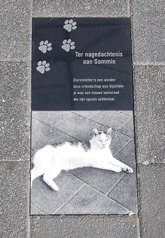 'Sammie de supermarktkat' krijgt gedenkteken: 'Hier lag hij altijd in ...